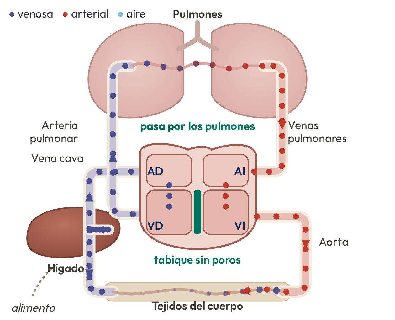 Esquema: la sangre del ventrículo derecho pasa por los pulmones para llegar al izquierdo