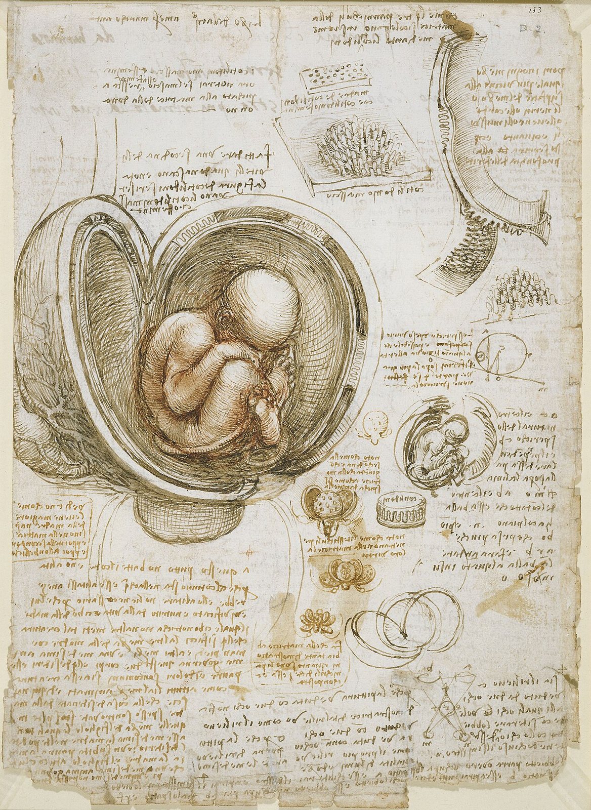 Dibujo de Leonardo da Vinci: feto dentro del útero abierto, con notas manuscritas