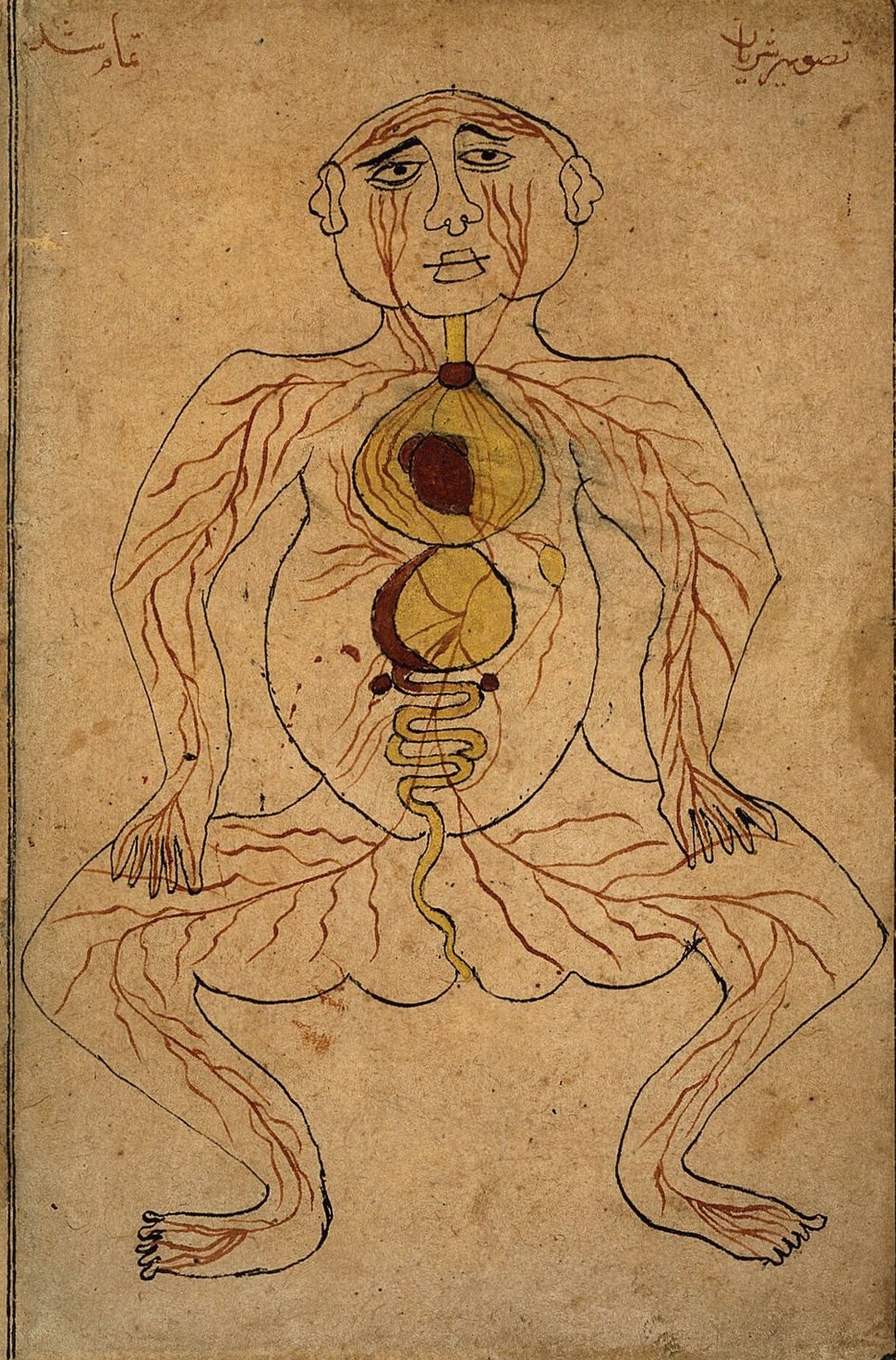 Ilustración persa de las vísceras y las arterias