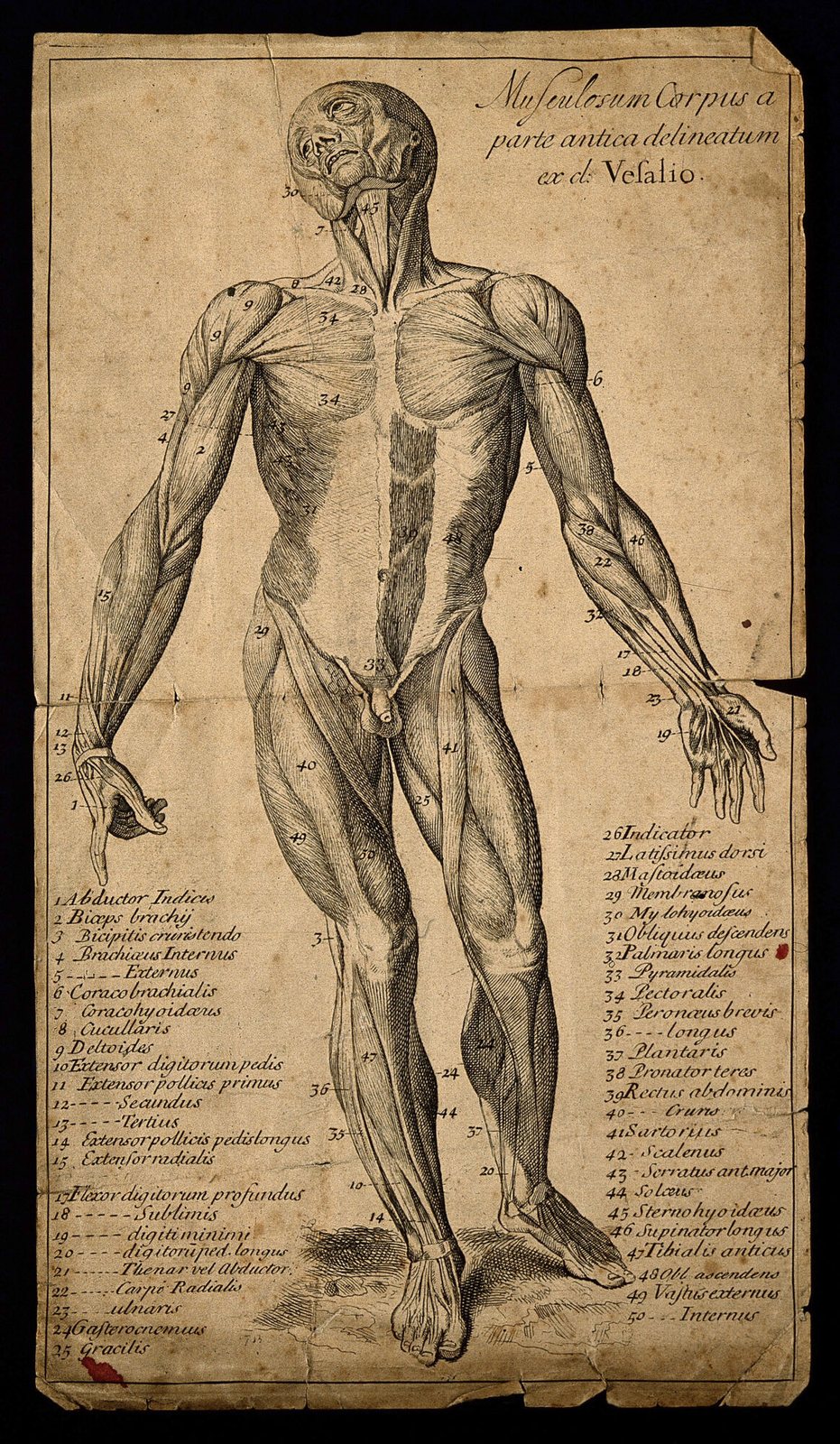 Hombre de músculos, grabado según la Fabrica de Vesalio